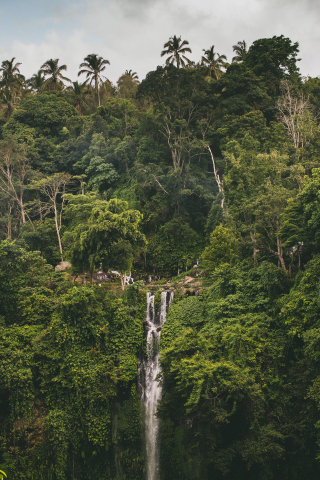 Waterfall, forest, greenery, giant trees, nature, 240x320 wallpaper