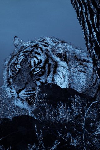 Tiger, outdoor, predator, night, 240x320 wallpaper