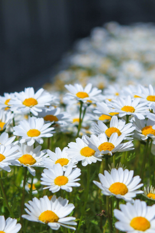 Meadow, spring, flowers, white daisy, 240x320 wallpaper