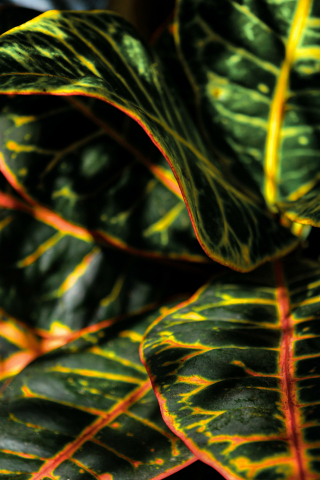 Plant's leaves, close up, leaves, variegated, Croton, 240x320 wallpaper