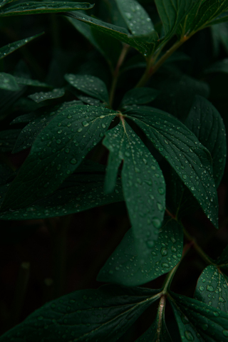Droplets on leaves, drops, plant, 240x320 wallpaper