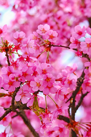 Cherry blossom, pink flowers, nature, 320x480 wallpaper