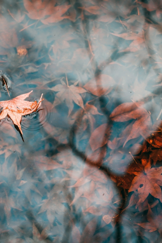 Autumn, lake, leaf, water surface, 240x320 wallpaper