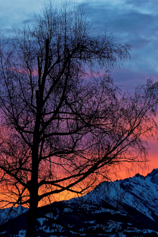 Big tree, sunrise, mountains, clouds, 240x320 wallpaper