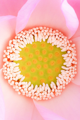 Pink flower, bloom, close up, pollen, 240x320 wallpaper