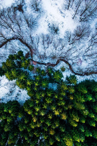 Aerial view, trees, winter, 240x320 wallpaper