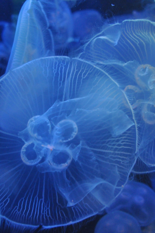 Underwater, blue, jellyfishes, 240x320 wallpaper