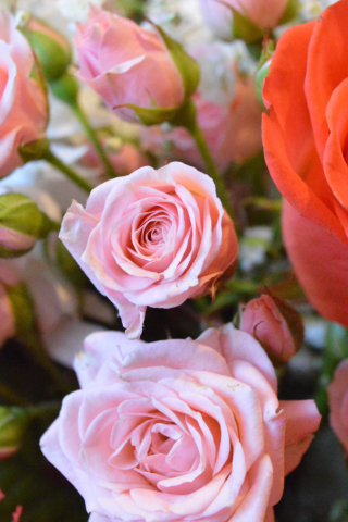 Bouquet, rose, colorful, 240x320 wallpaper