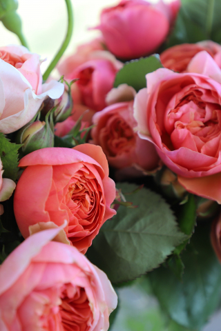 Bouquet, pink roses, fresh, 240x320 wallpaper