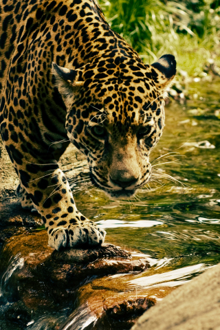 Predator, jungle, wild animal, leopard, 240x320 wallpaper