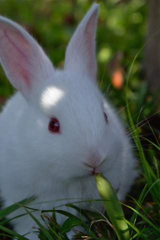 Cute, white rabbit, animal, 240x320 wallpaper