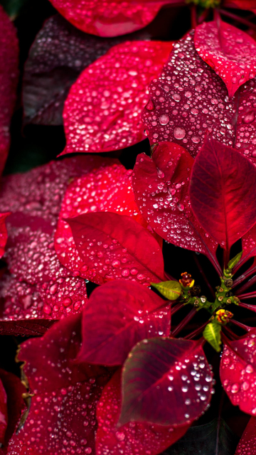 Colorful red leaves, nature, plant, close up, 360x640 wallpaper
