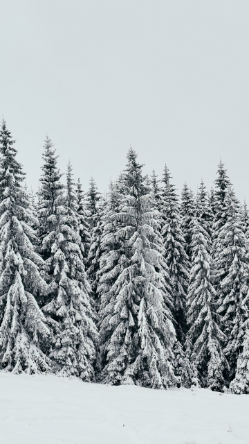 White, snow layer, pine trees, nature, 360x640 wallpaper