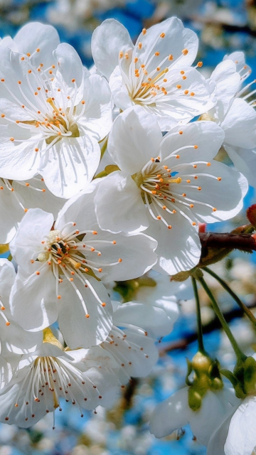White, close up, cherry tree, spring, blossom, 360x640 wallpaper