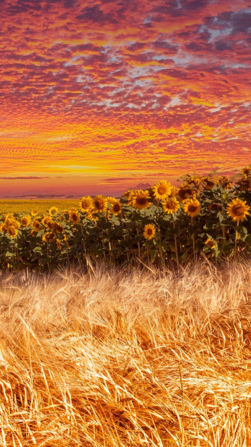Wheat and sunflower farm, sunset, 360x640 wallpaper