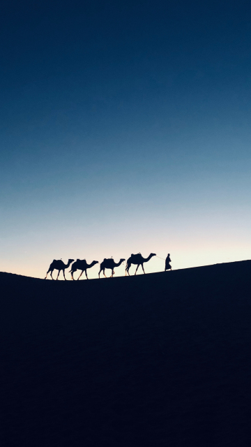 Silhouette, sunset, camel, Morocco, 360x640 wallpaper