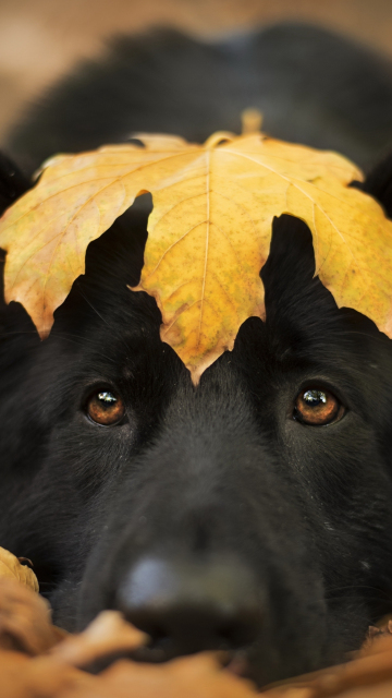 Dog and autumn, cute stare, close up, 360x640 wallpaper