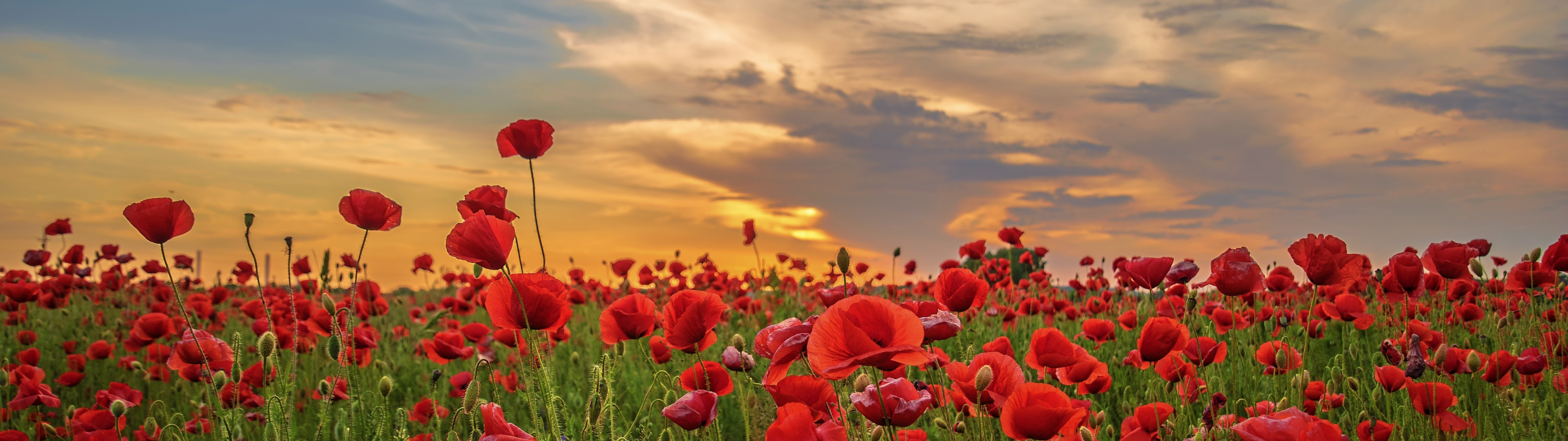 poppy field [2650x1024] : r/multiwall