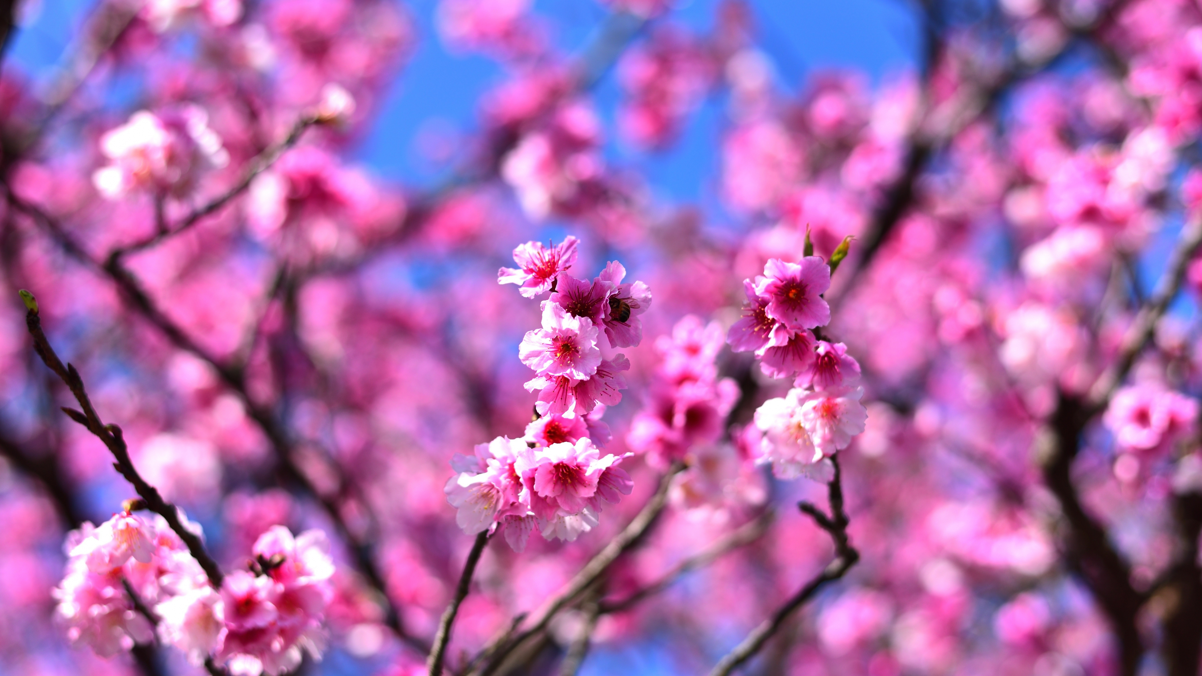 Download 3840x2160 wallpaper cherry blossom, pink flowers ...