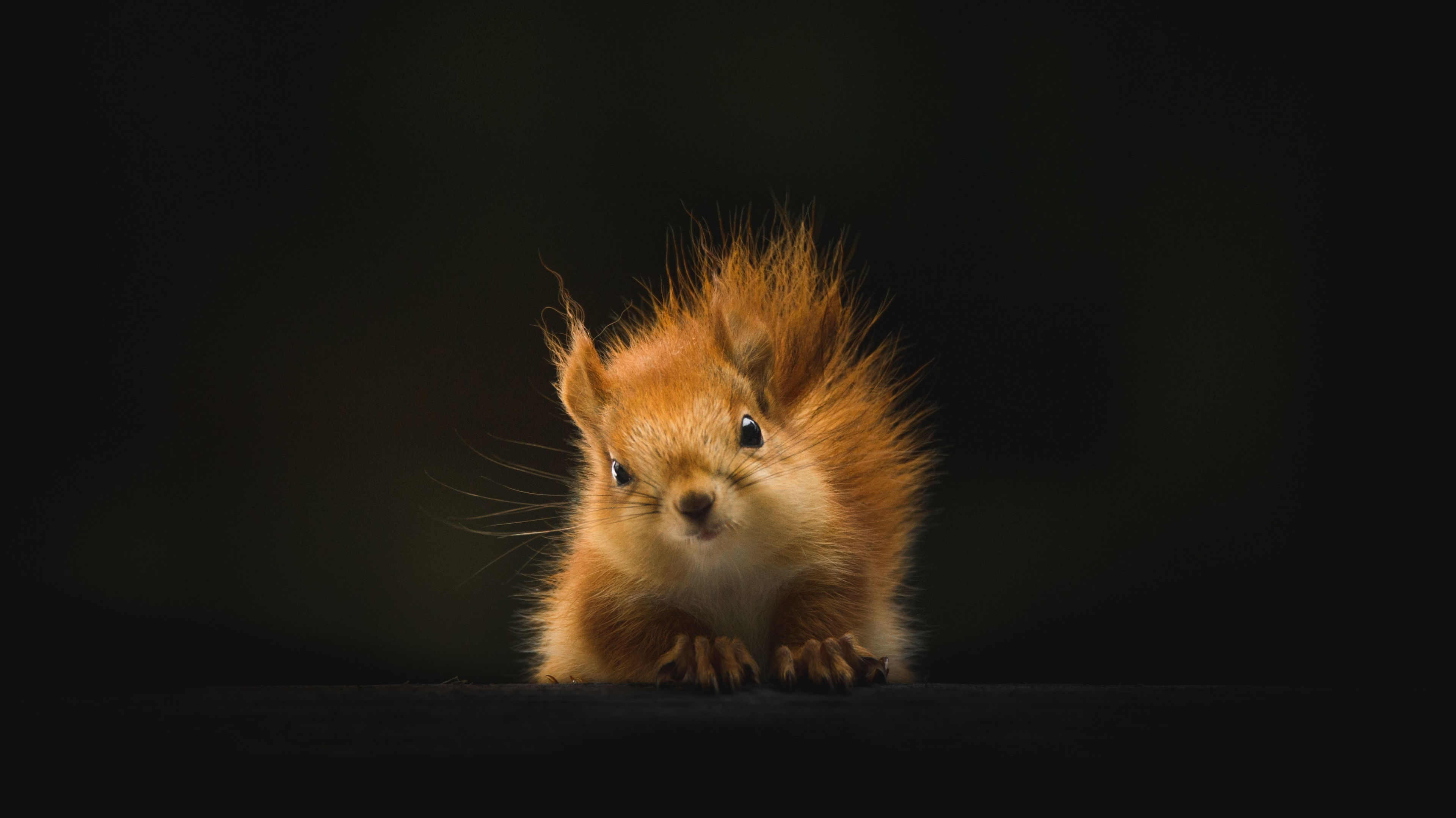 chipmunks at background