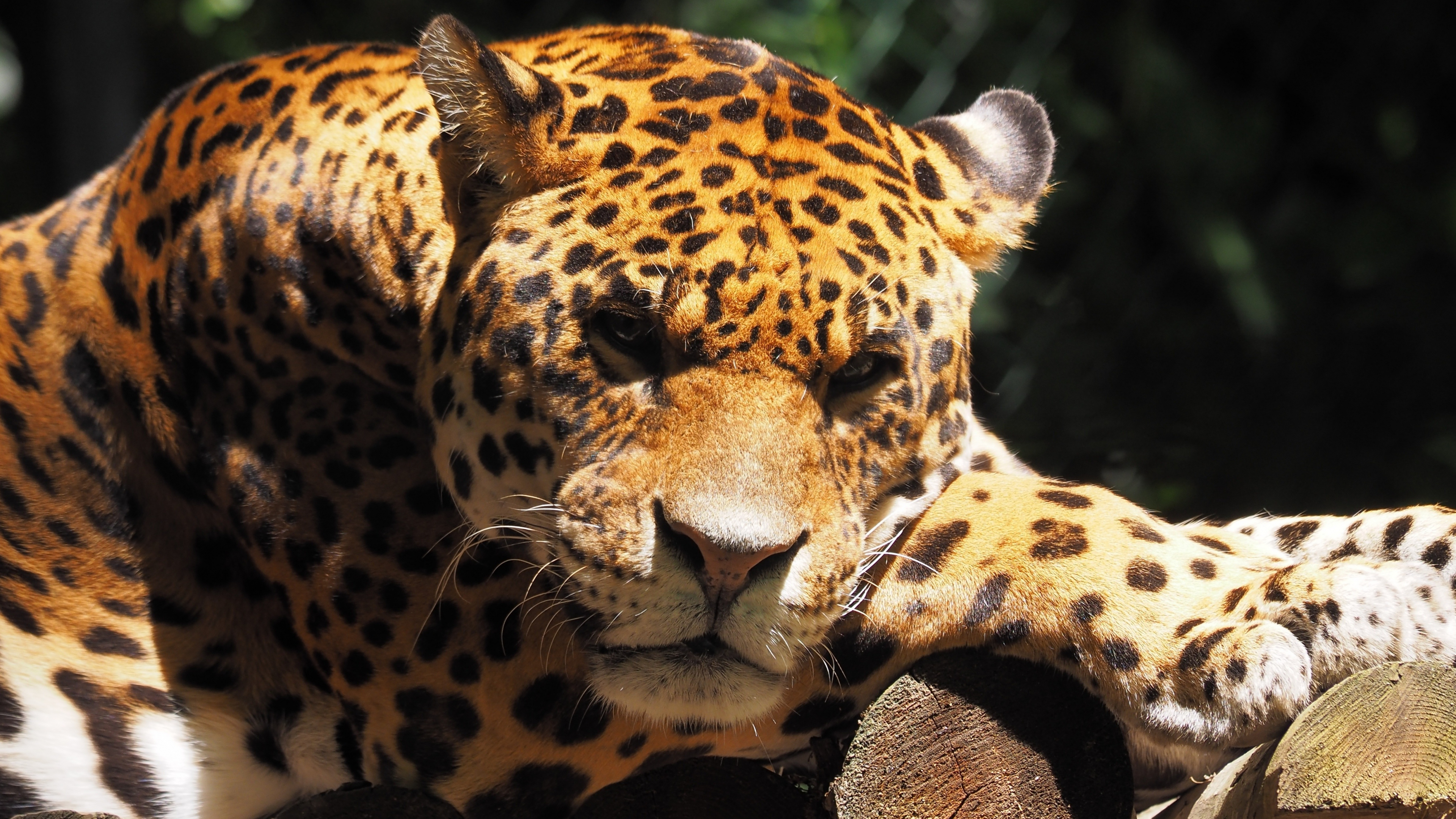 Download wallpaper 3840x2160 jaguar, animal, predator, muzzle, wild 4k  wallpaper, uhd wallpaper, 16:9 widescreen 3840x2160 hd background, 10139