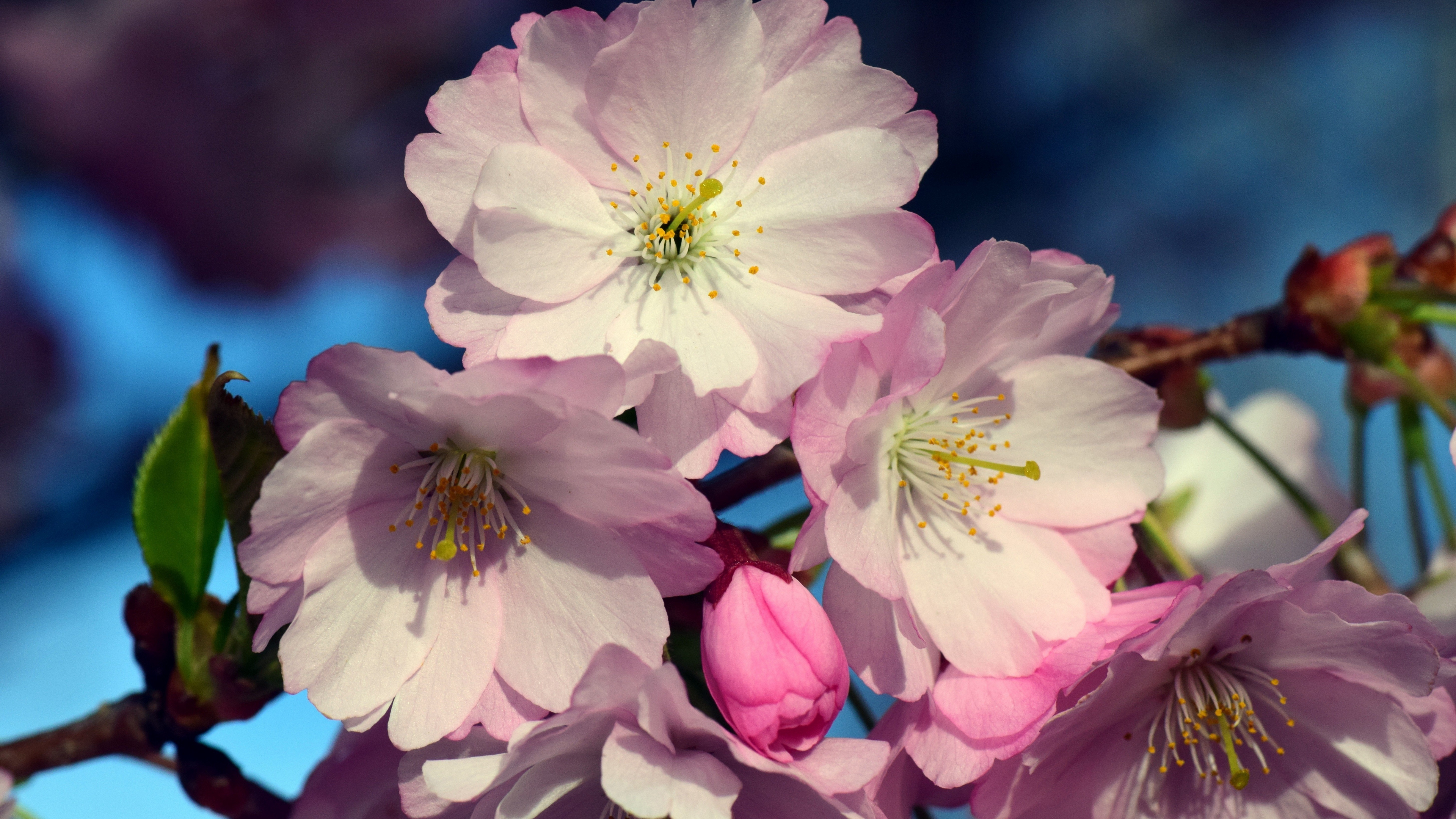 Download 3840x2160 wallpaper close up, flowers, cherry blossom, 4k, uhd