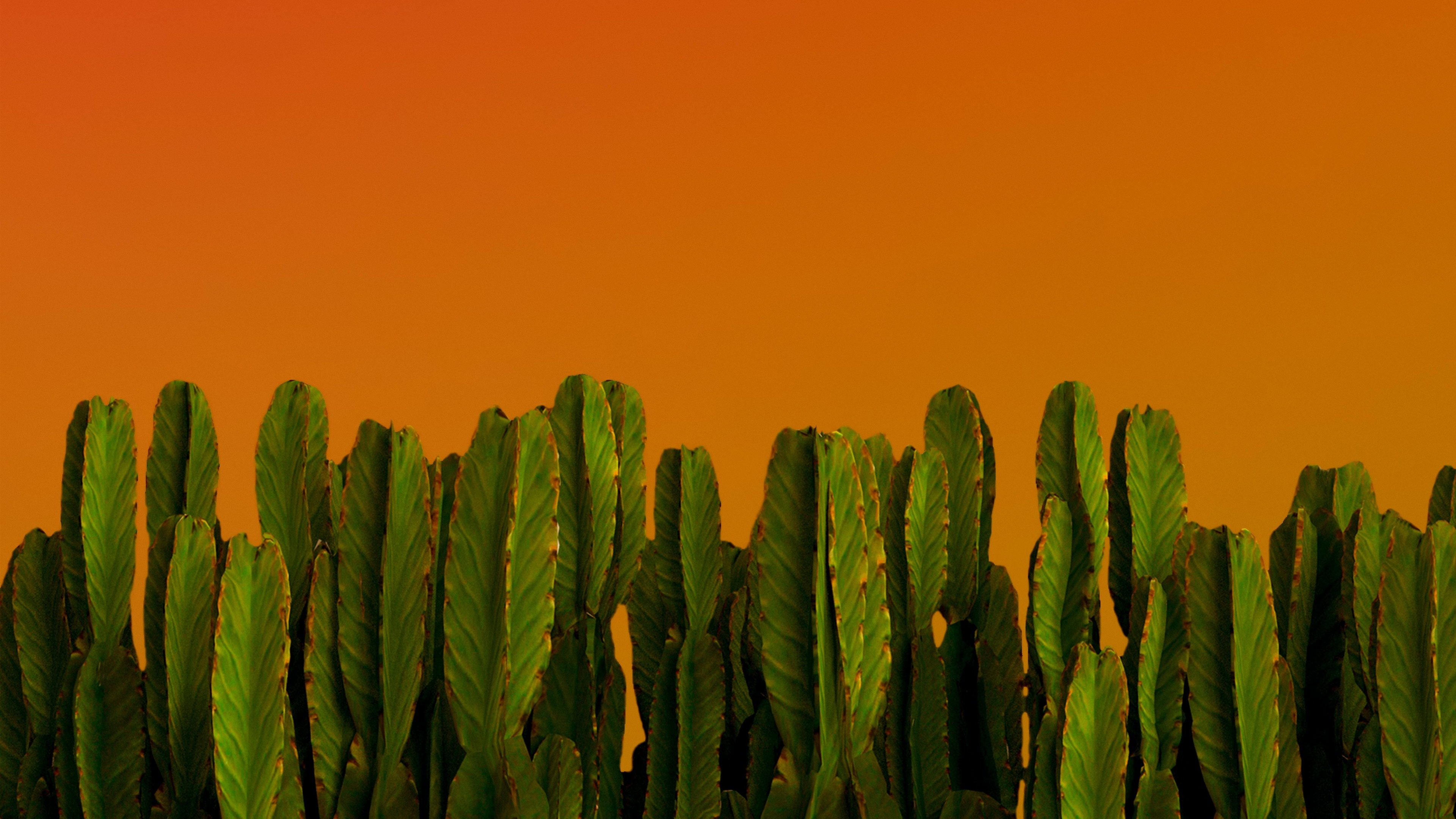 Download wallpaper 3840x2160 cactus, green plants, desert plants 4k  wallpaper, uhd wallpaper, 16:9 widescreen 3840x2160 hd background, 25747