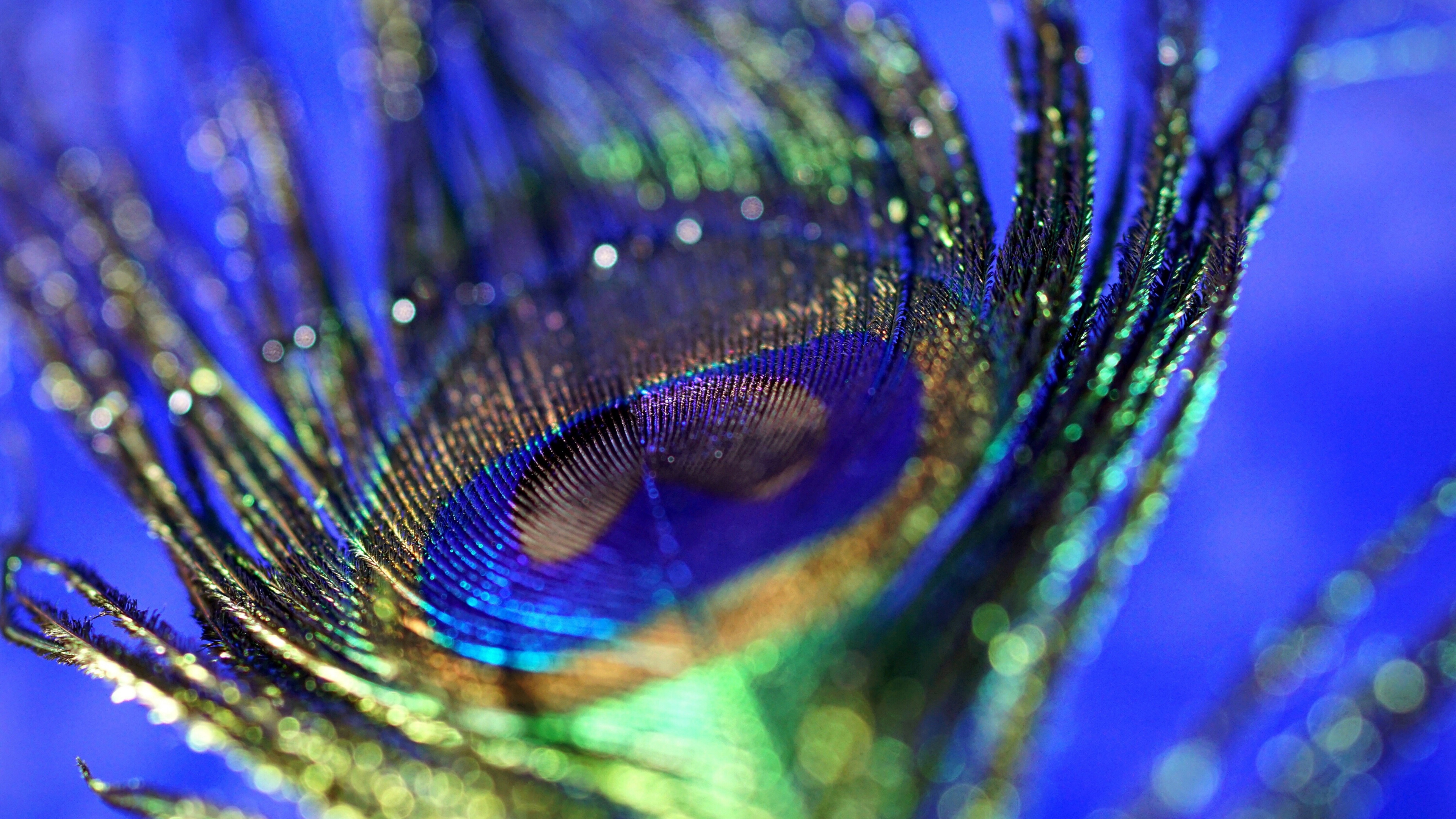 Download wallpaper 3840x2160 peacock, plumage, feather, colorful, close up,  bokeh 4k wallpaper, uhd wallpaper, 16:9 widescreen 3840x2160 hd background,  1837