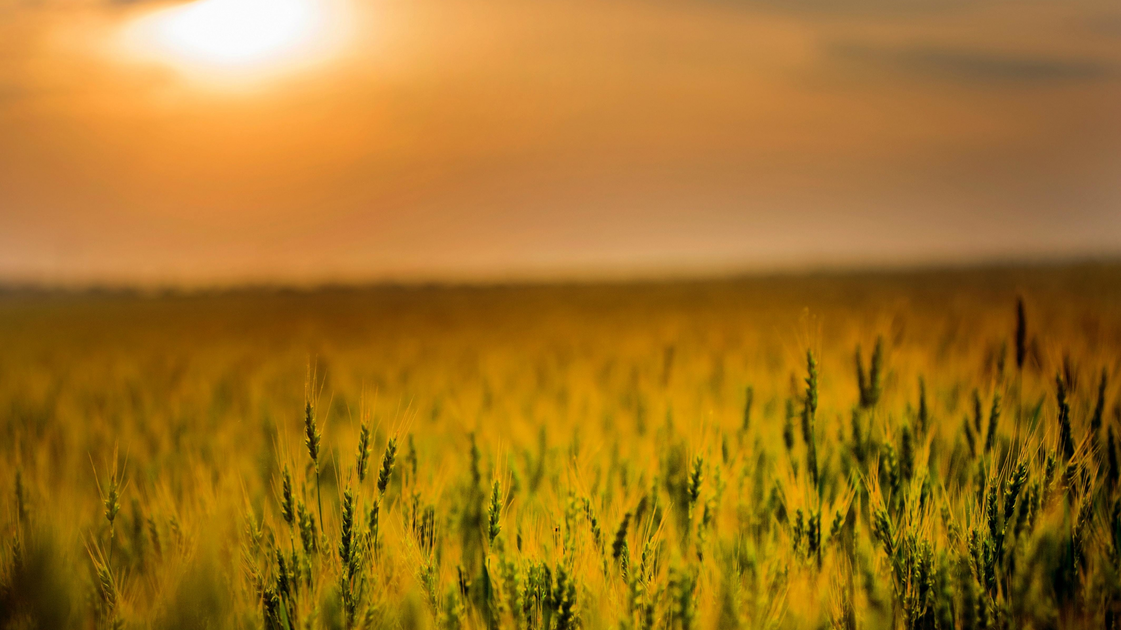 Agriculture HD wallpaper  Pxfuel
