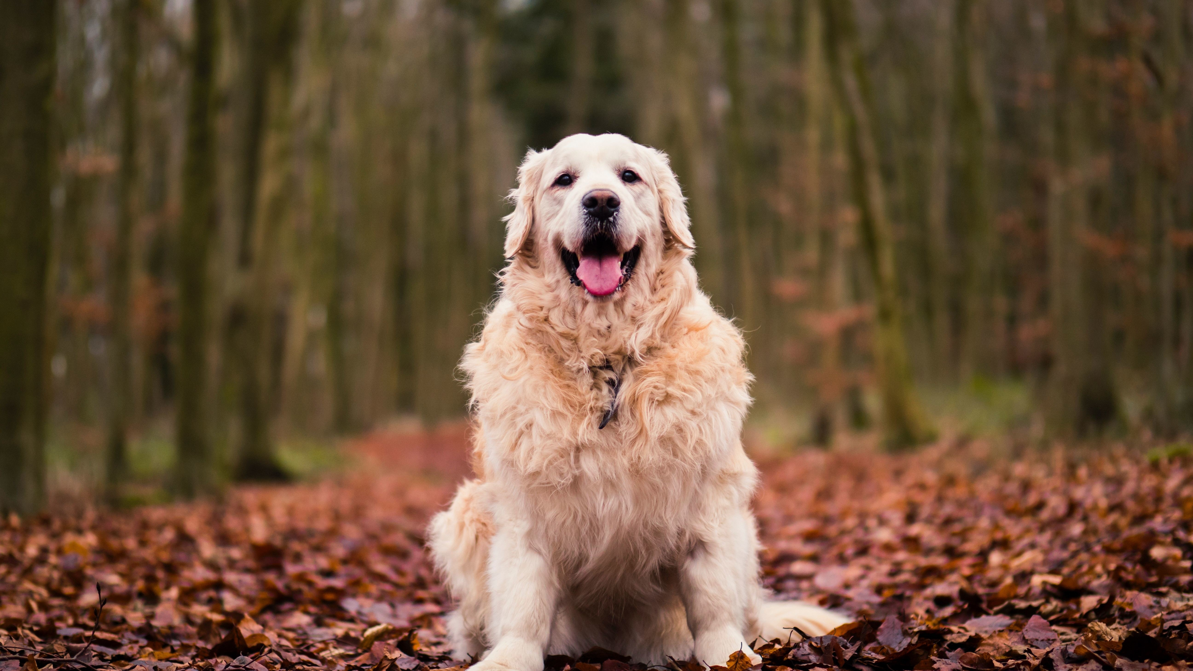 Desktop Wallpaper Golden Retriever Dog Calm Outdoor 4k Hd Image  Picture Background E1f64b