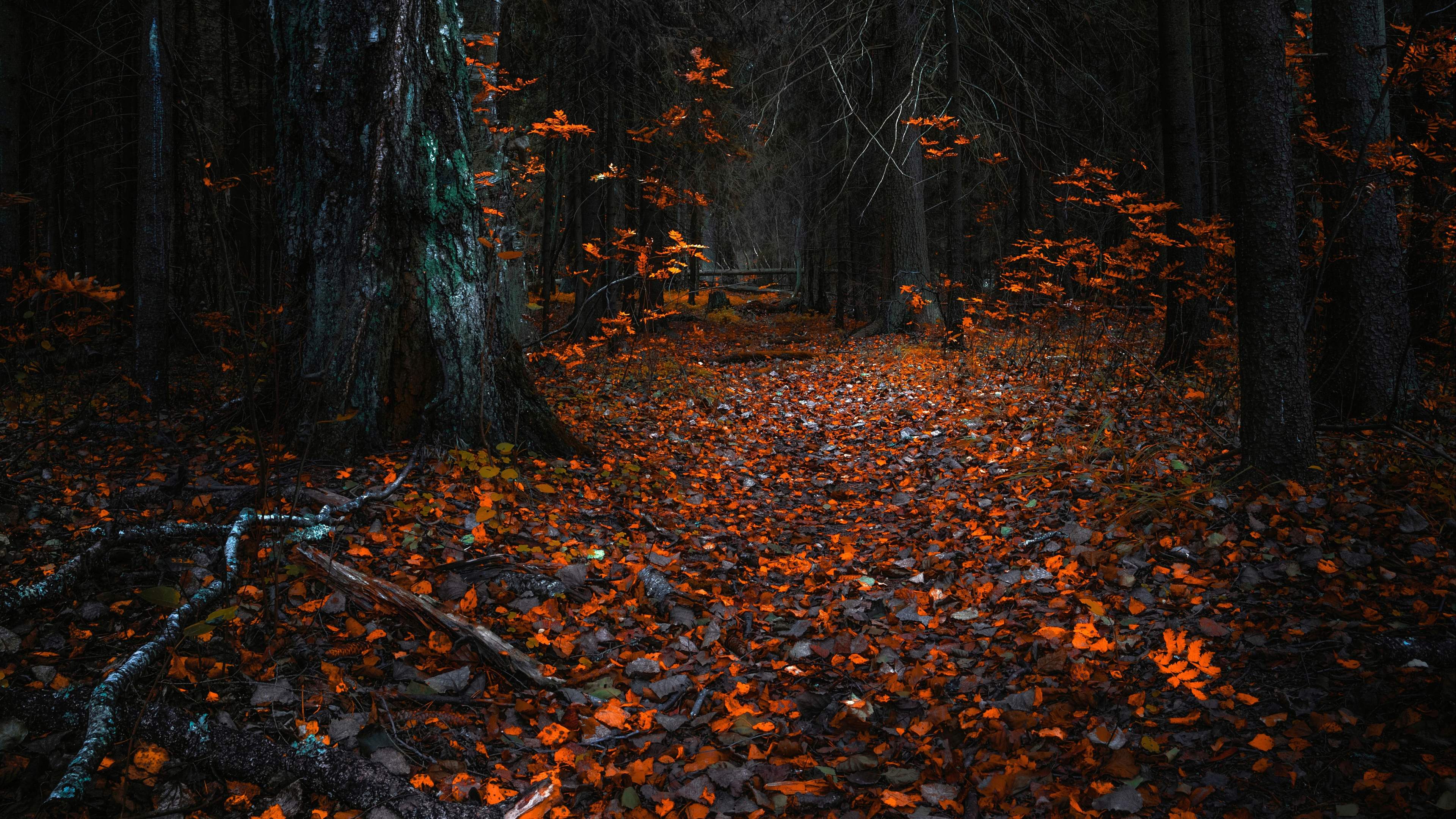 Autumn, orange leaves, forest, nature, 3840x2160 wallpaper