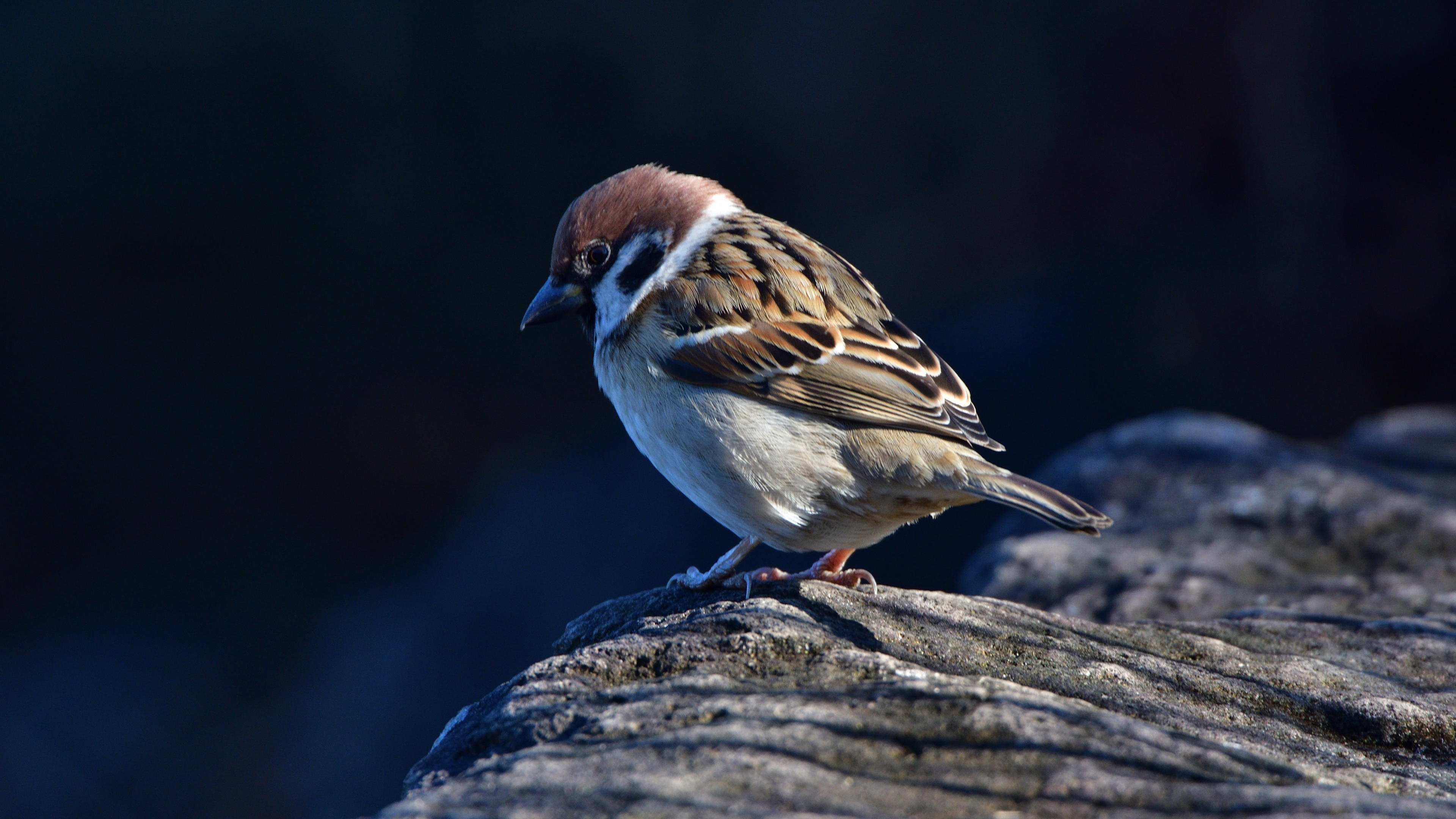 Sparrow Wallpaper 29939 - Baltana