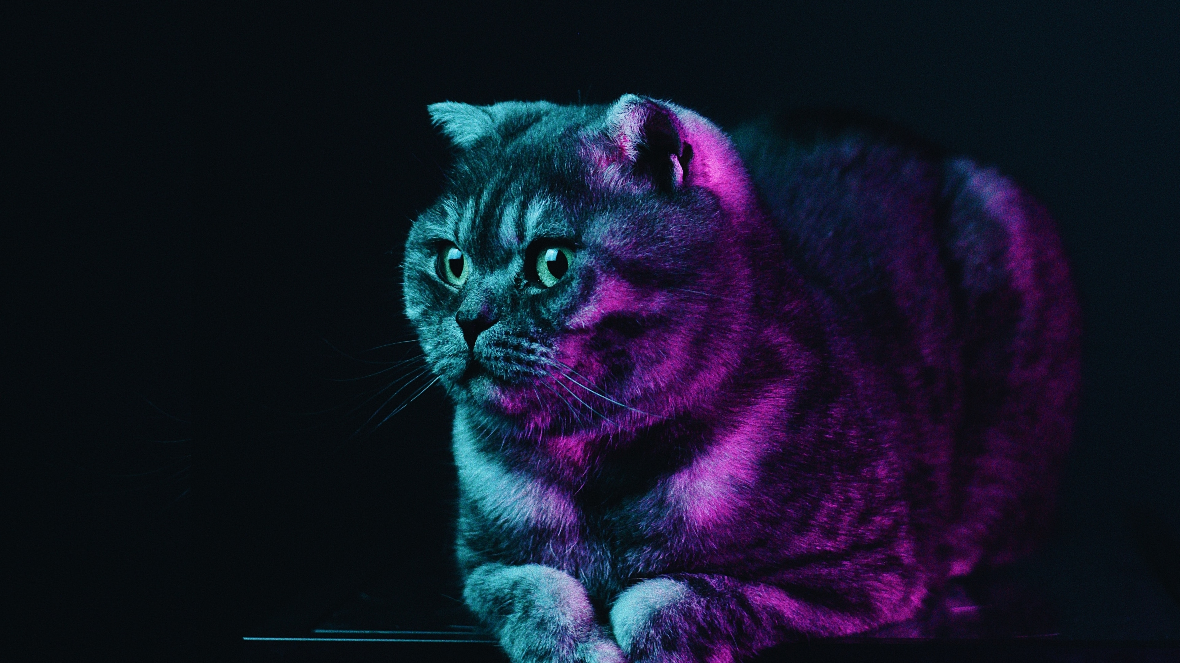 Download 3840x2160 Wallpaper Fat Cat Neon Glow Animal 4k Uhd 16 9 Widescreen 3840x2160 Hd Image Background 24000