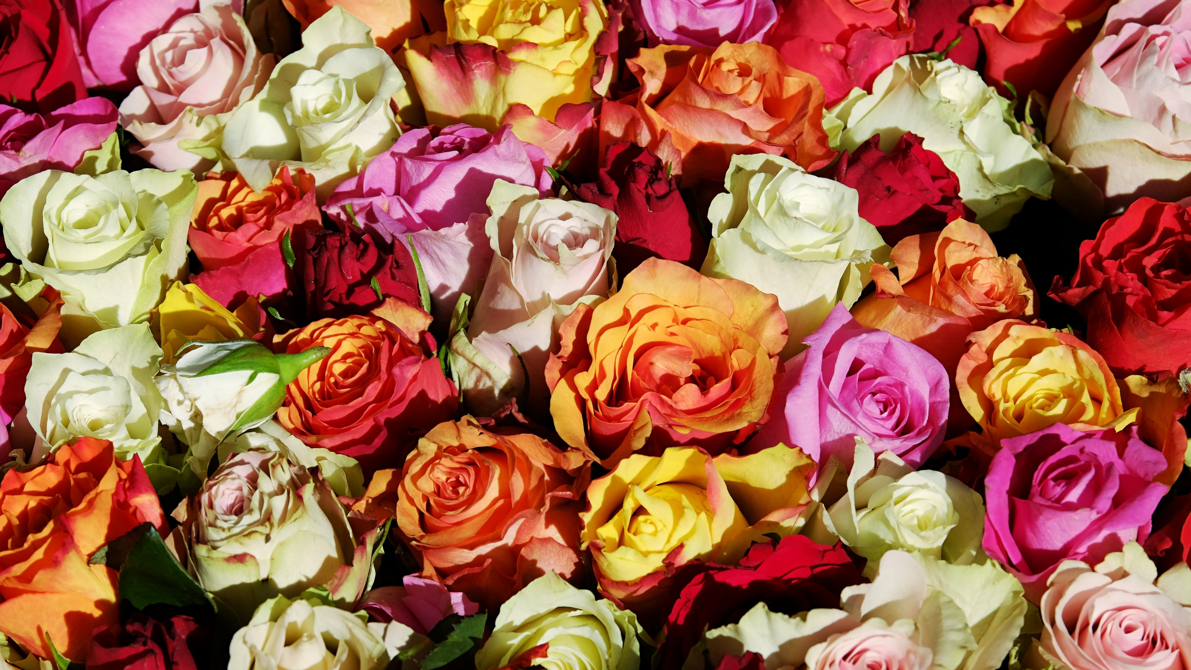 Пазл розы. Разноцветные розы. Цветы много. Много роз. Розы фон.