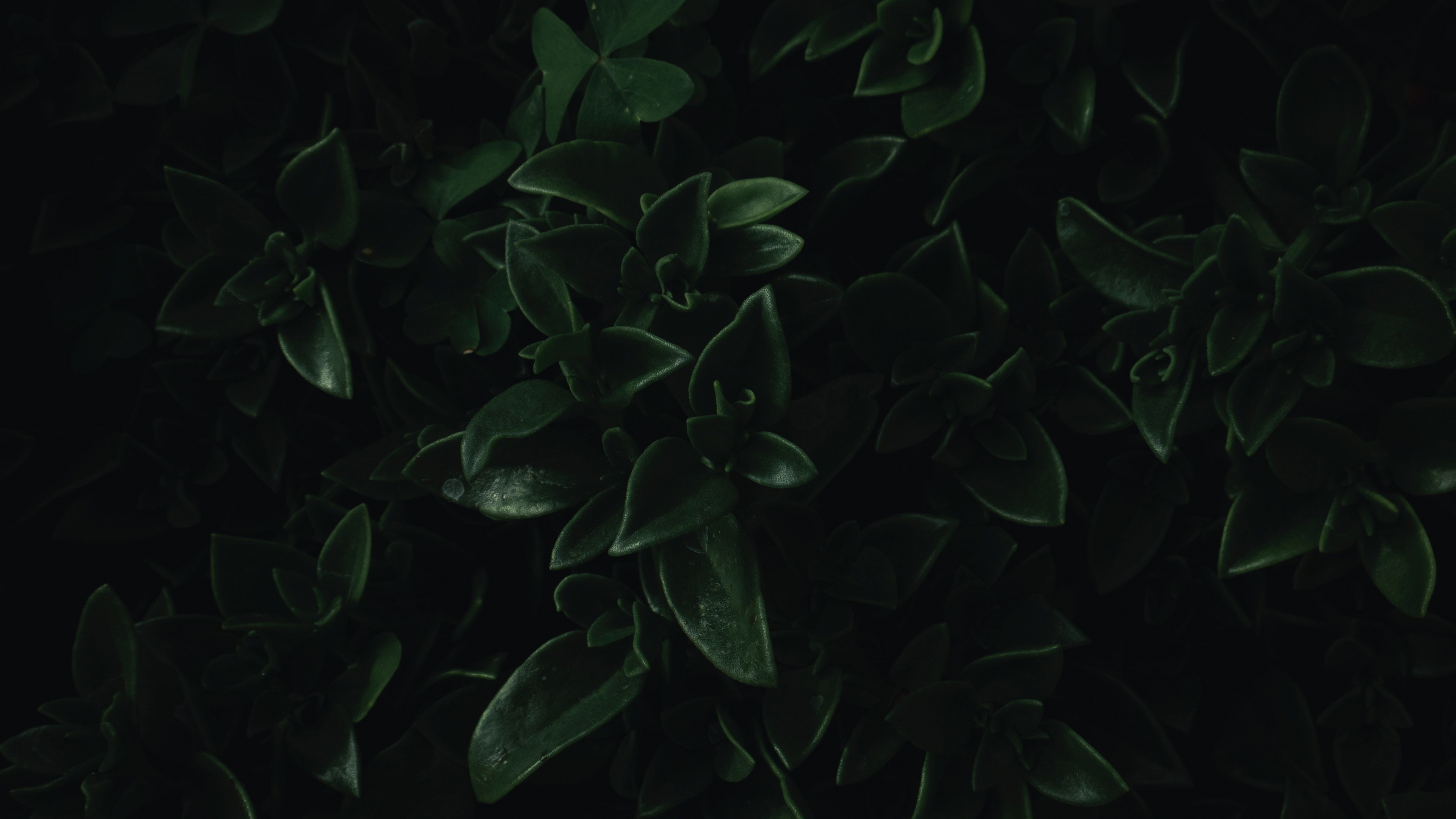 Download wallpaper 3840x2160 green leaves, close up, dark, portrait 4k  wallpaper, uhd wallpaper, 16:9 widescreen 3840x2160 hd background, 18806