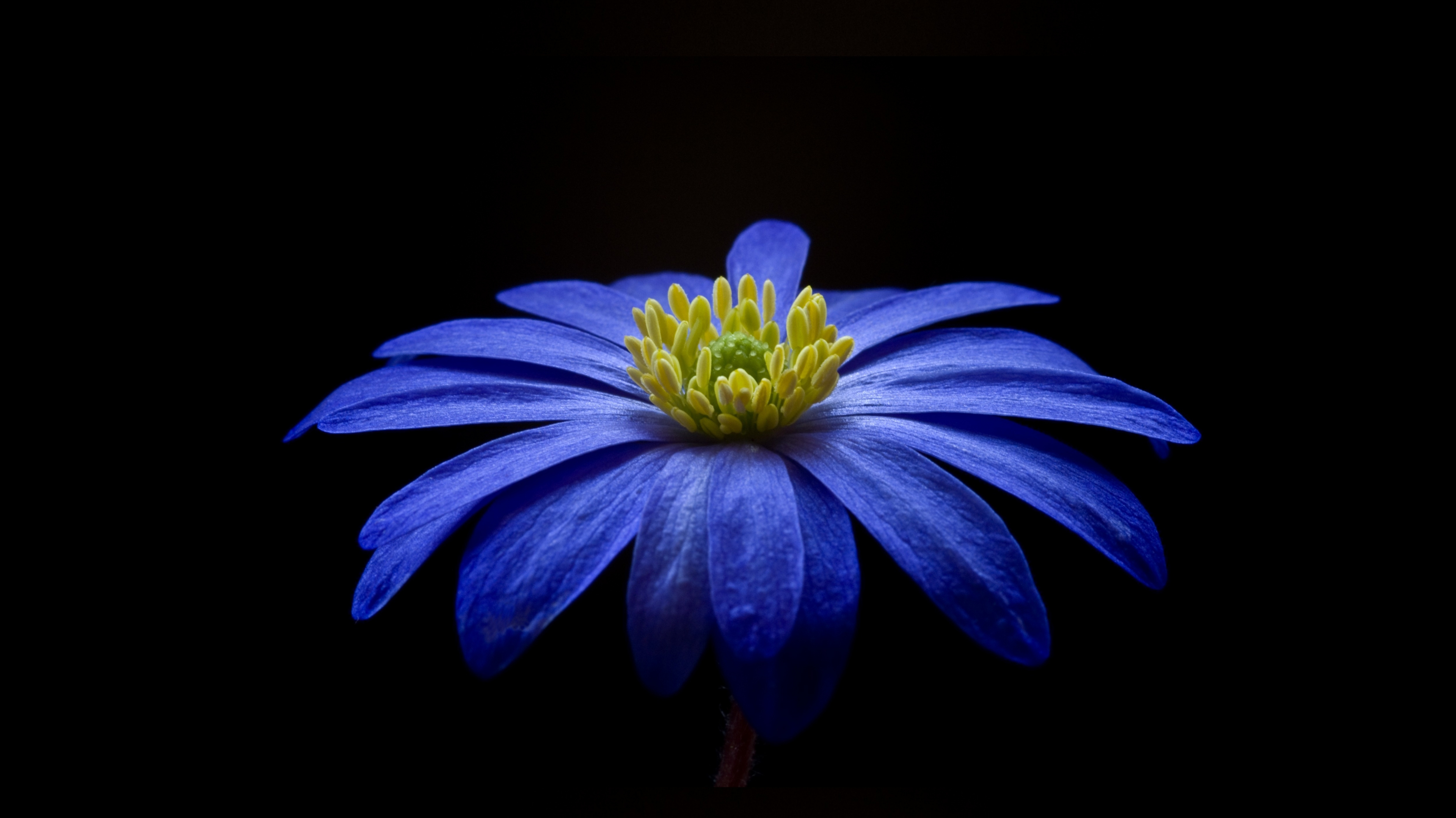 Download wallpaper 3840x2160 anemone, blue flower, portrait 4k ...