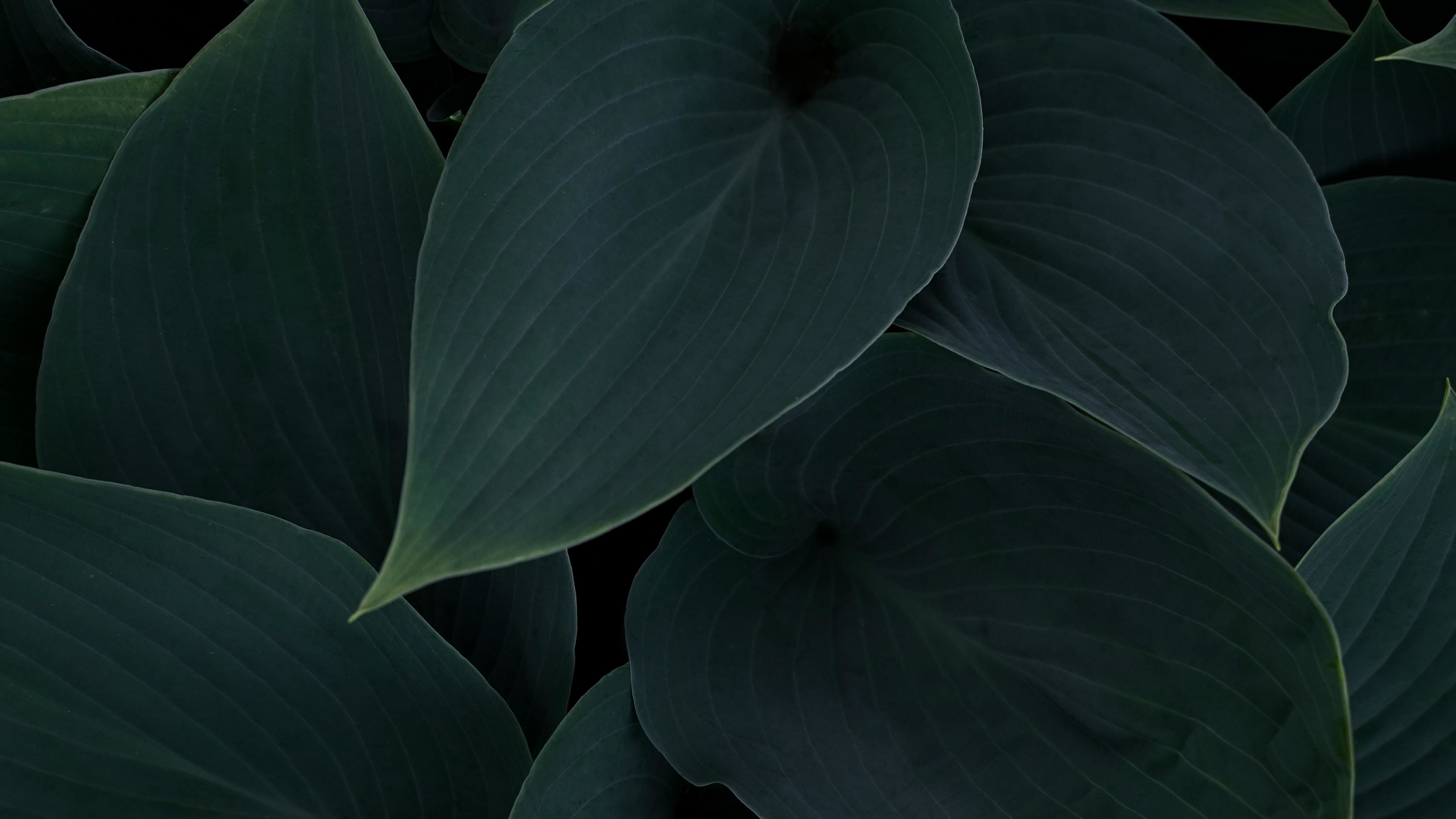 Download wallpaper 3840x2160 plant, green-dark leaves, close up 4k wallpaper,  uhd wallpaper, 16:9 widescreen 3840x2160 hd background, 27190