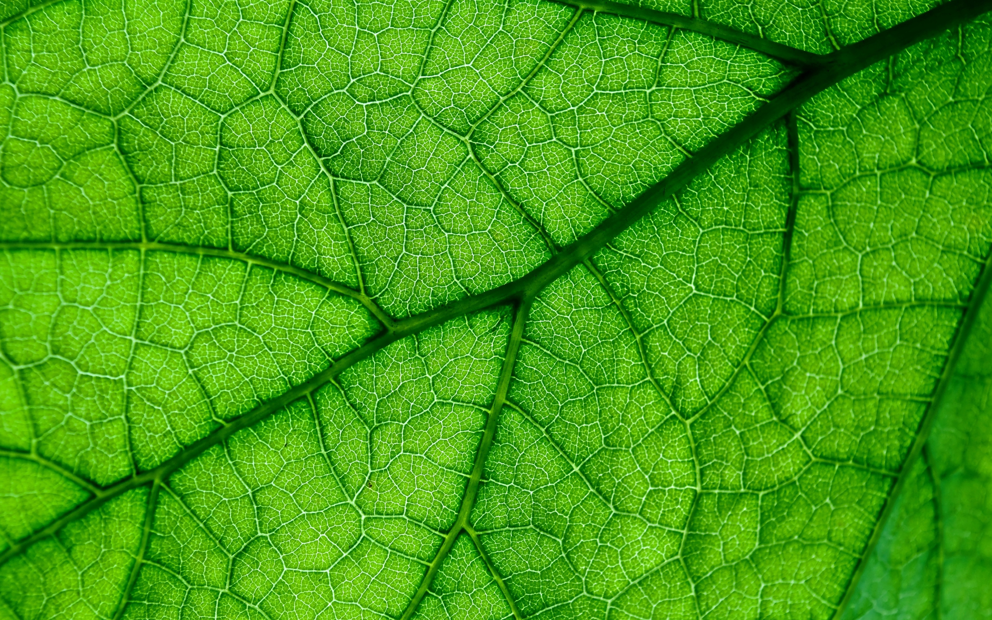 Leaf Vein Wallpaper in Dark Green by Eijffinger | Jane Clayton