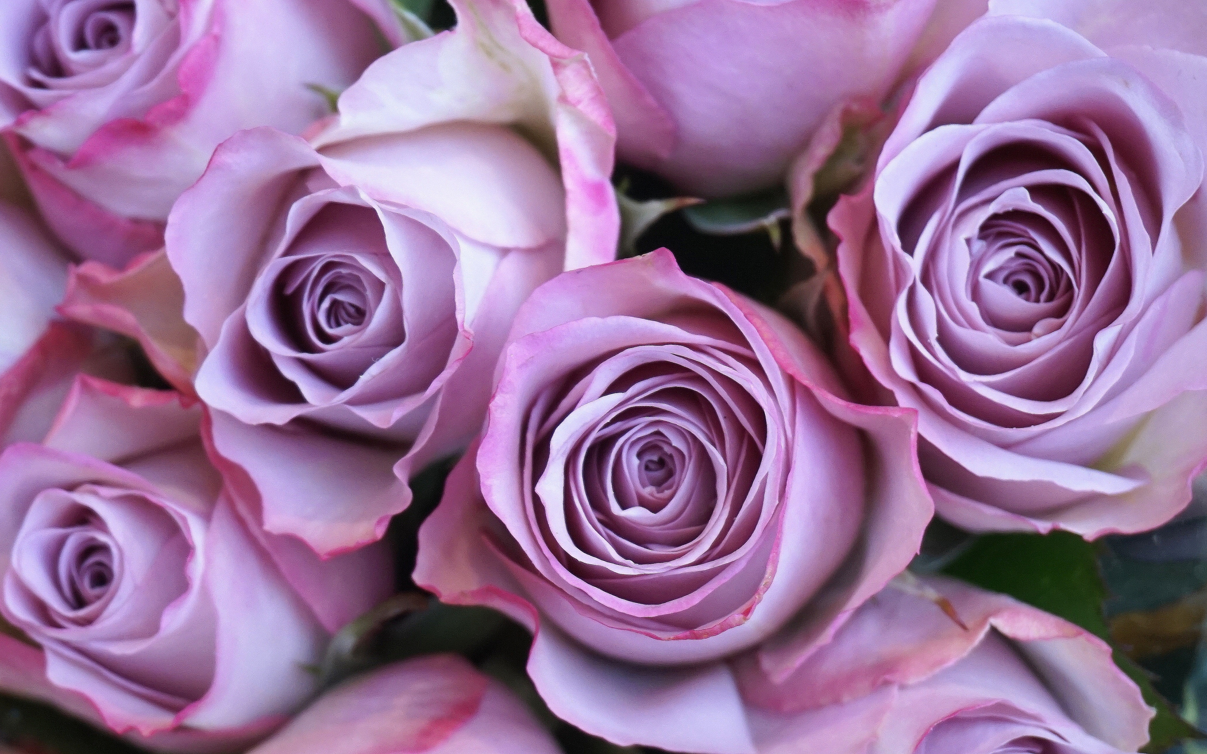 Лилово розовые цветы