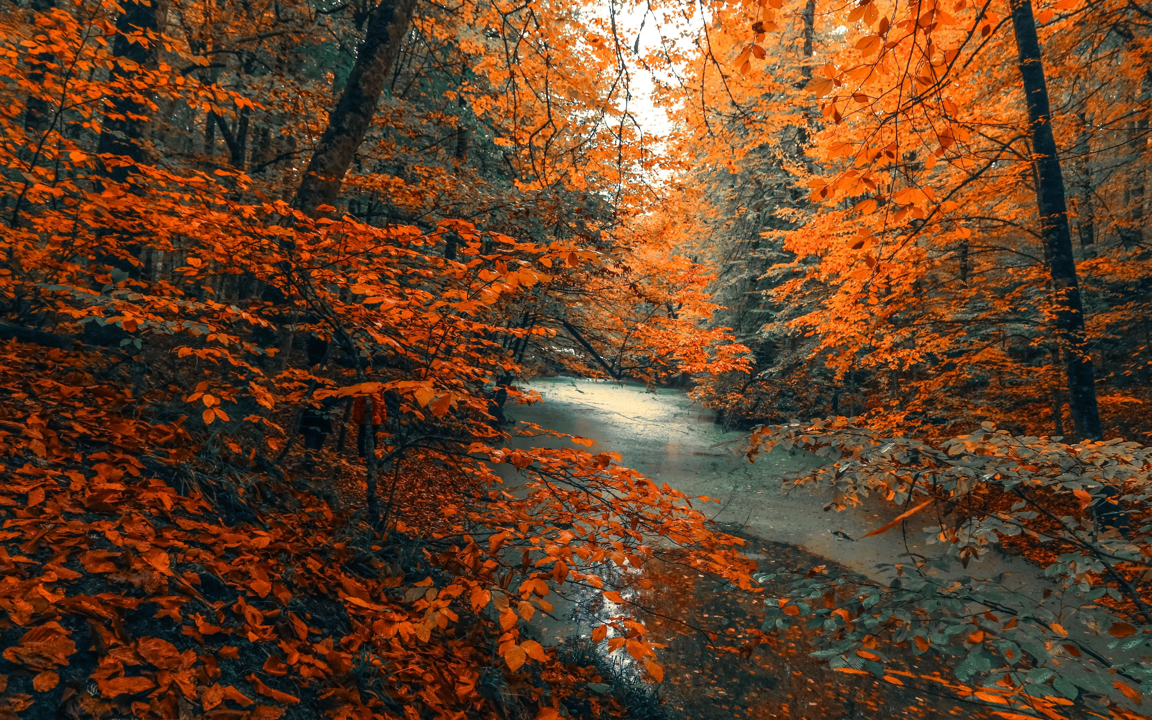 Autumn trees Wallpaper 4K, Mirror Lake, Forest, Reflection