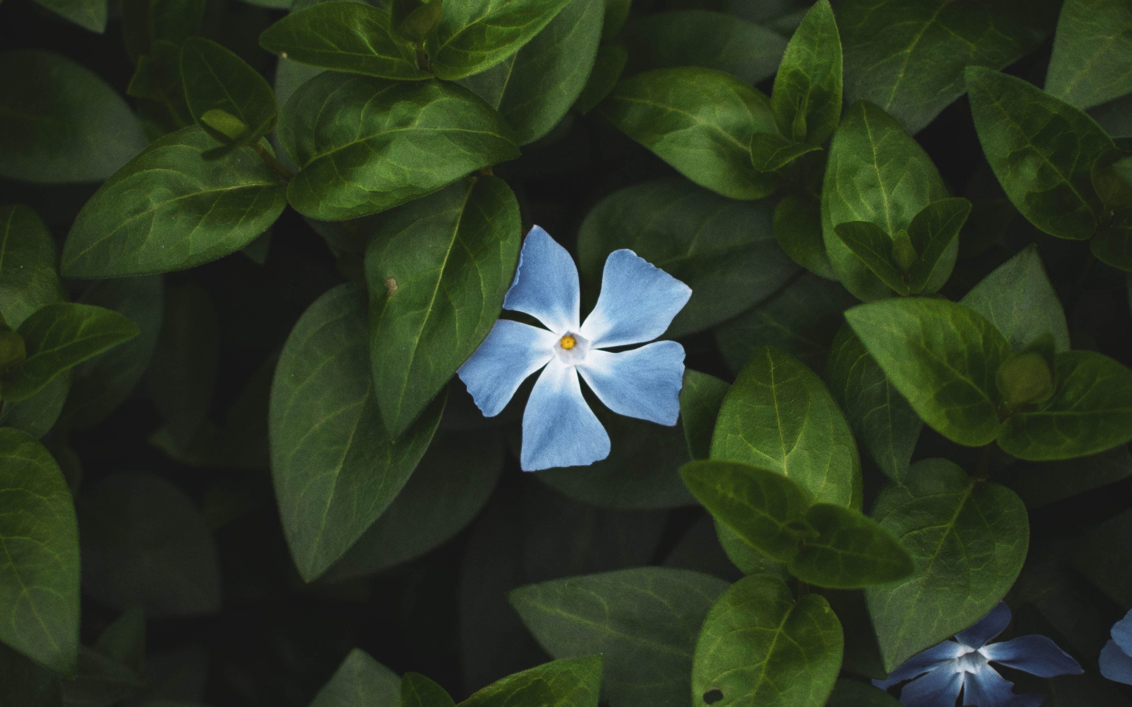 Download 3840x2400 Wallpaper Flower Bloom Leaves Bright Blue