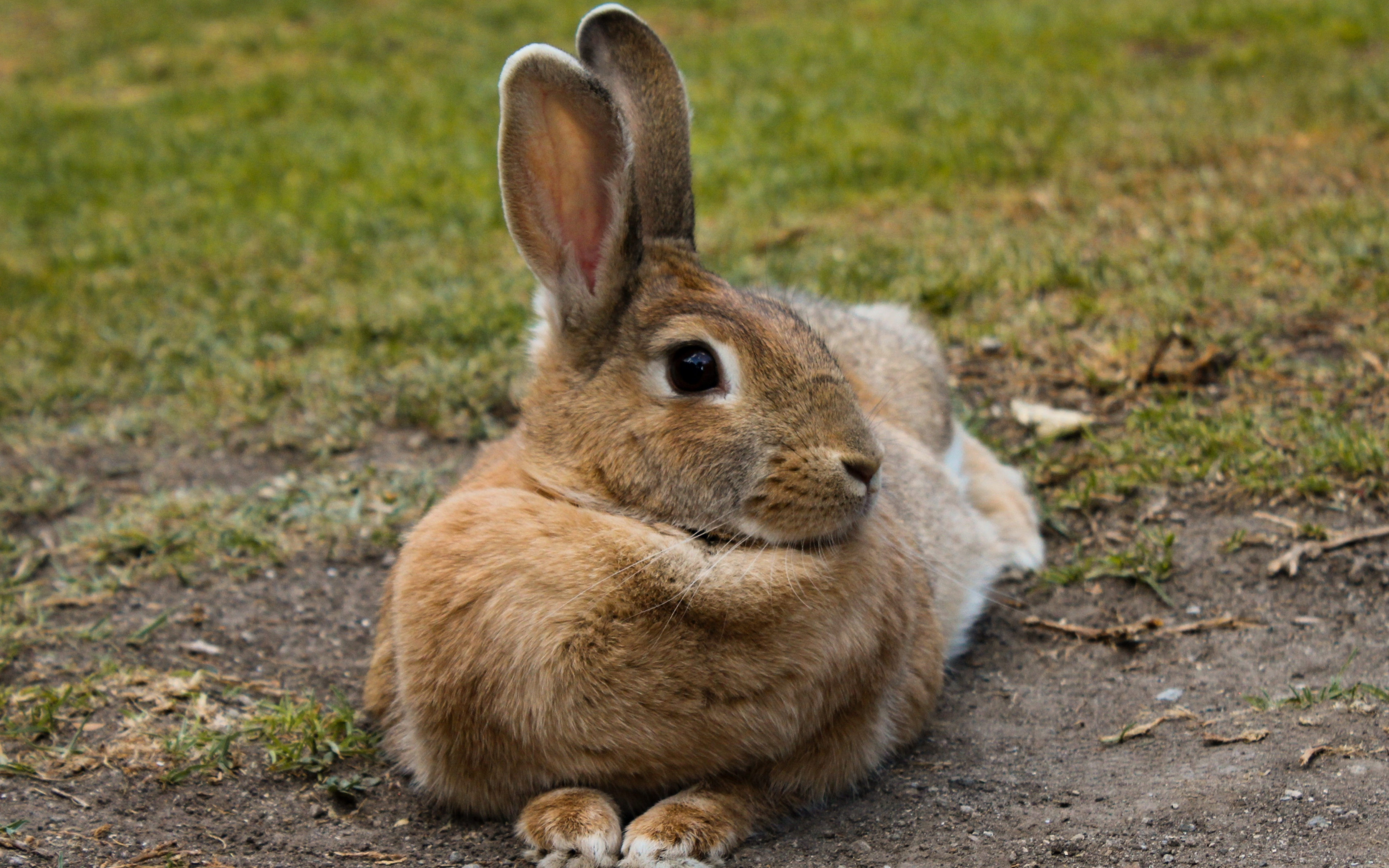 Кроме зайца. Кролик. Коричневый заяц. Коричневый заяц большой. Бурый заяц.