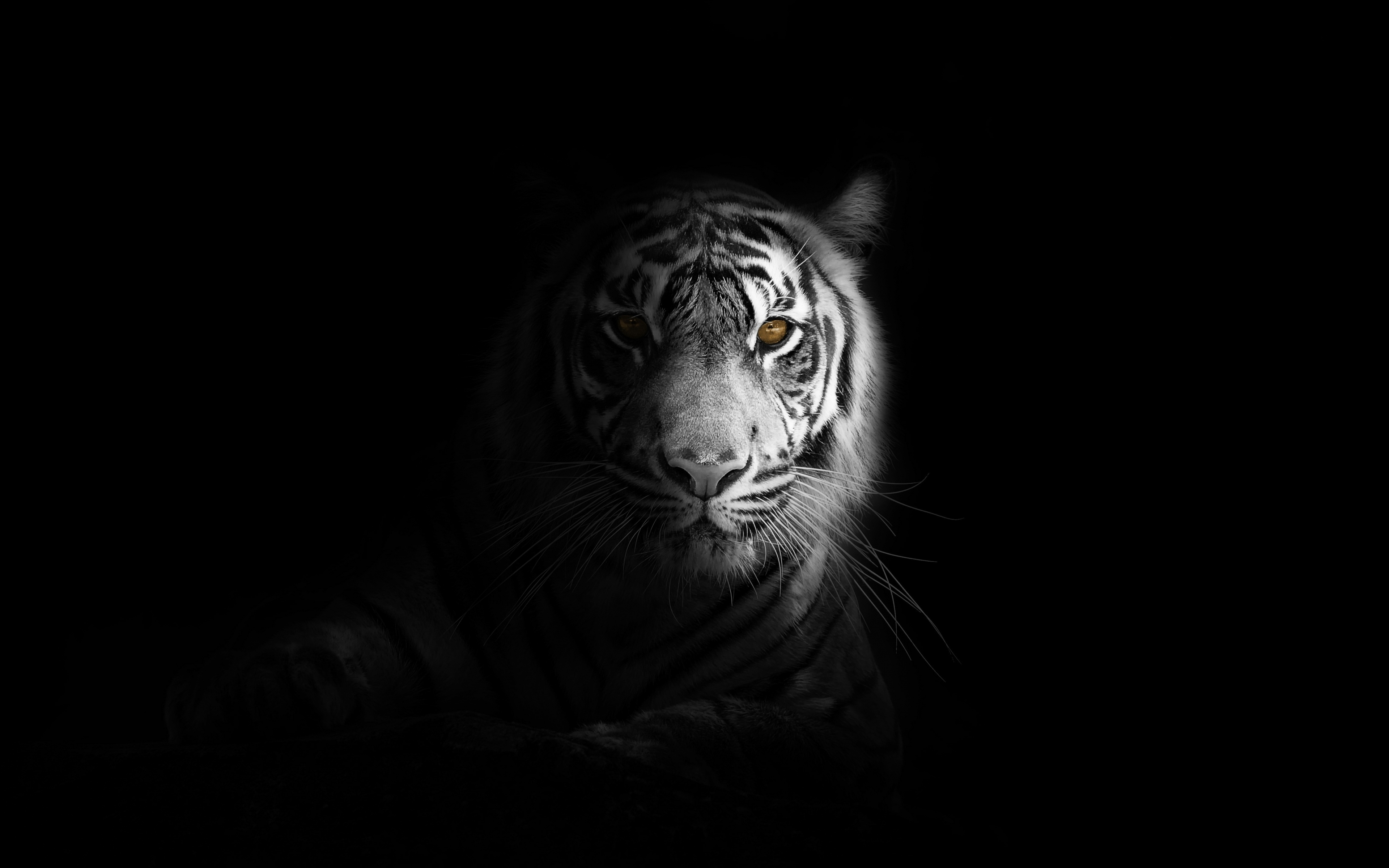 Download wallpaper 3840x2400 portrait, minimal, white tiger, dark 4k  wallaper, 4k ultra hd 16:10 wallpaper, 3840x2400 hd background, 20868