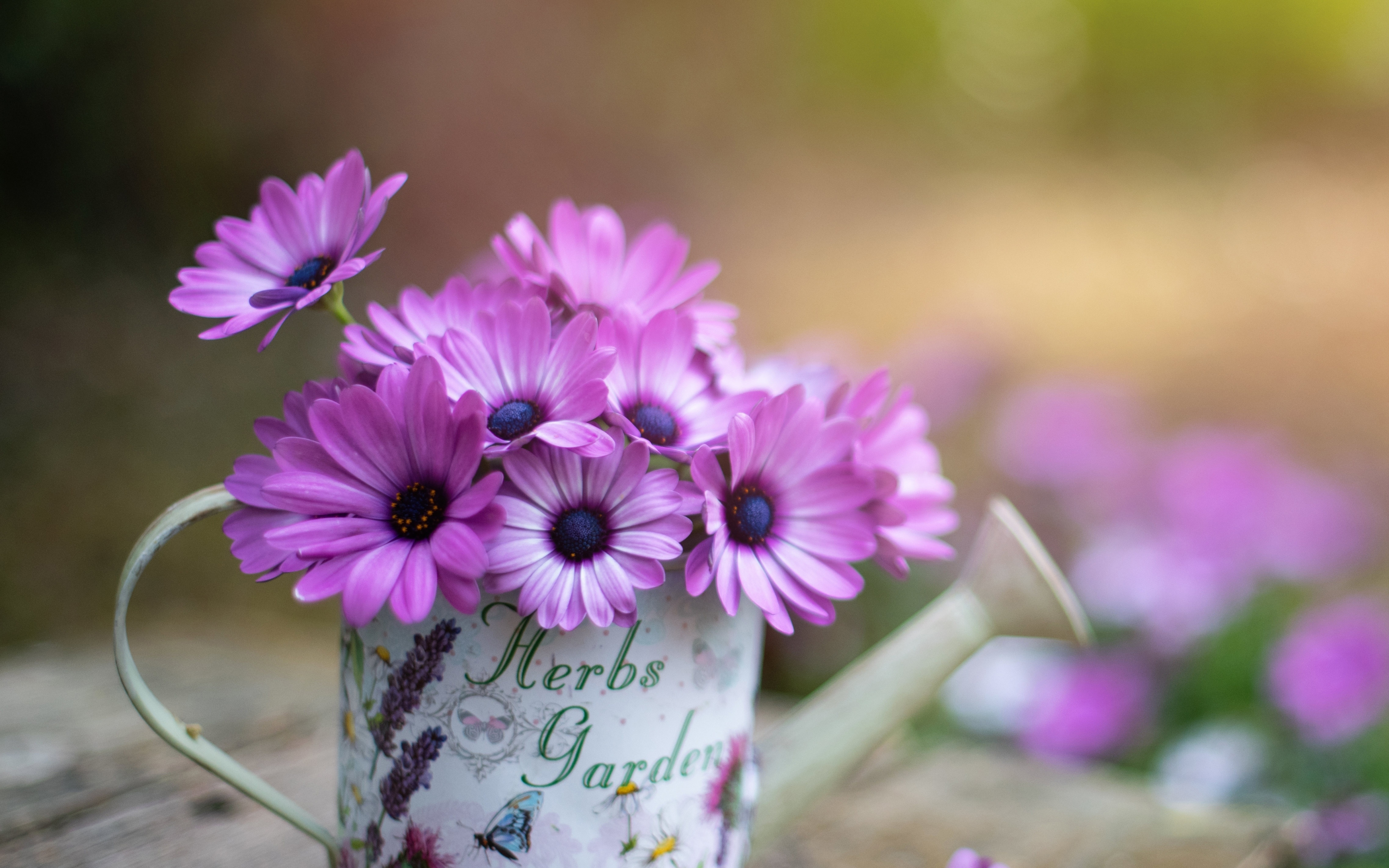 Download Wallpaper 3840x2400 Purple Flowers Flower Pot 4k Wallaper 4k Ultra Hd 16 10 Wallpaper 3840x2400 Hd Background