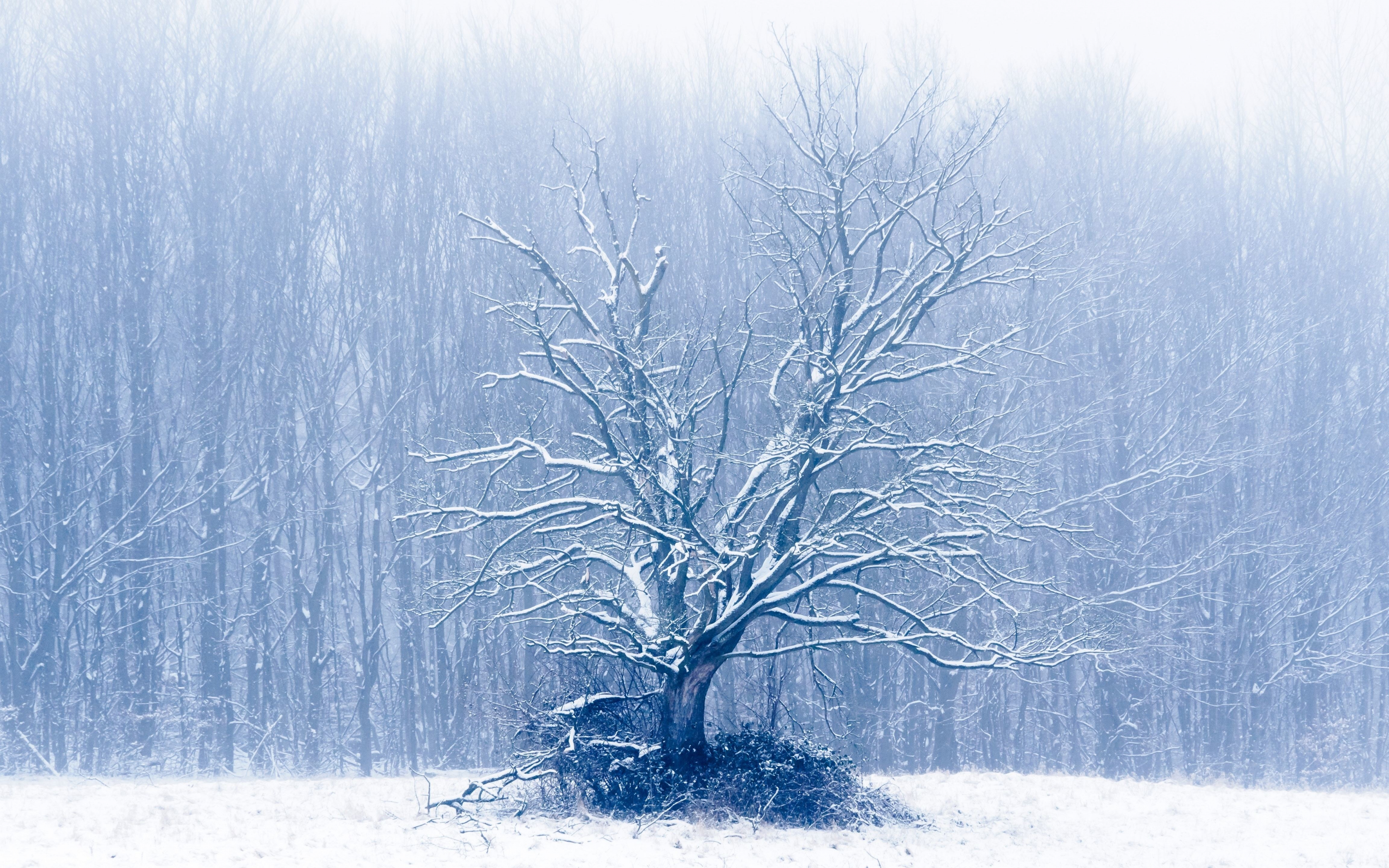 Где сухое лето и холодная зима. Зимнее дерево. Сухое дерево зимой. Зима картинки. Дуб зимой.
