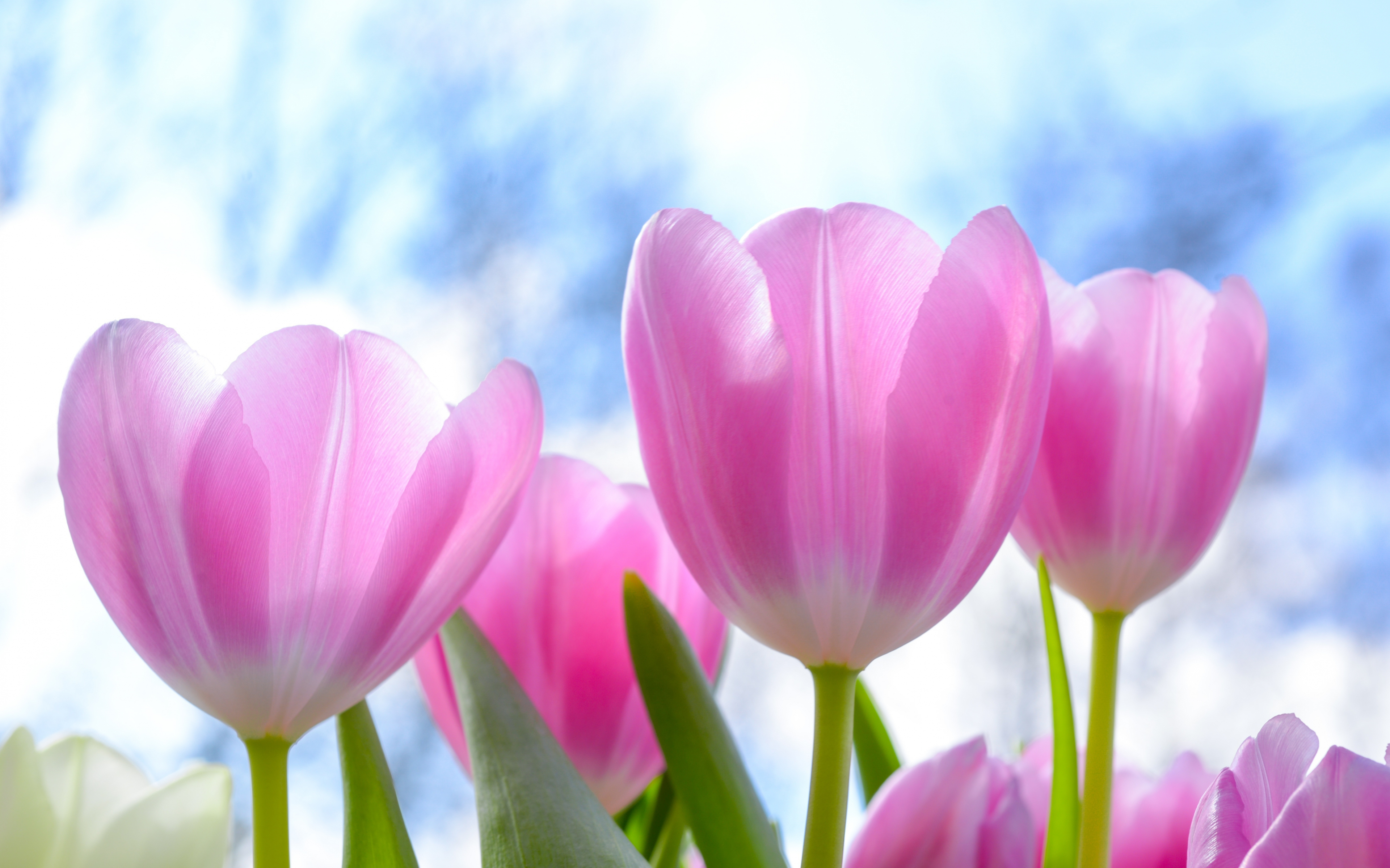 Download 3840x2400 fresh, pink tulips, flowers 4k wallpaper, 4k, ultra hd 16:10 wallpaper