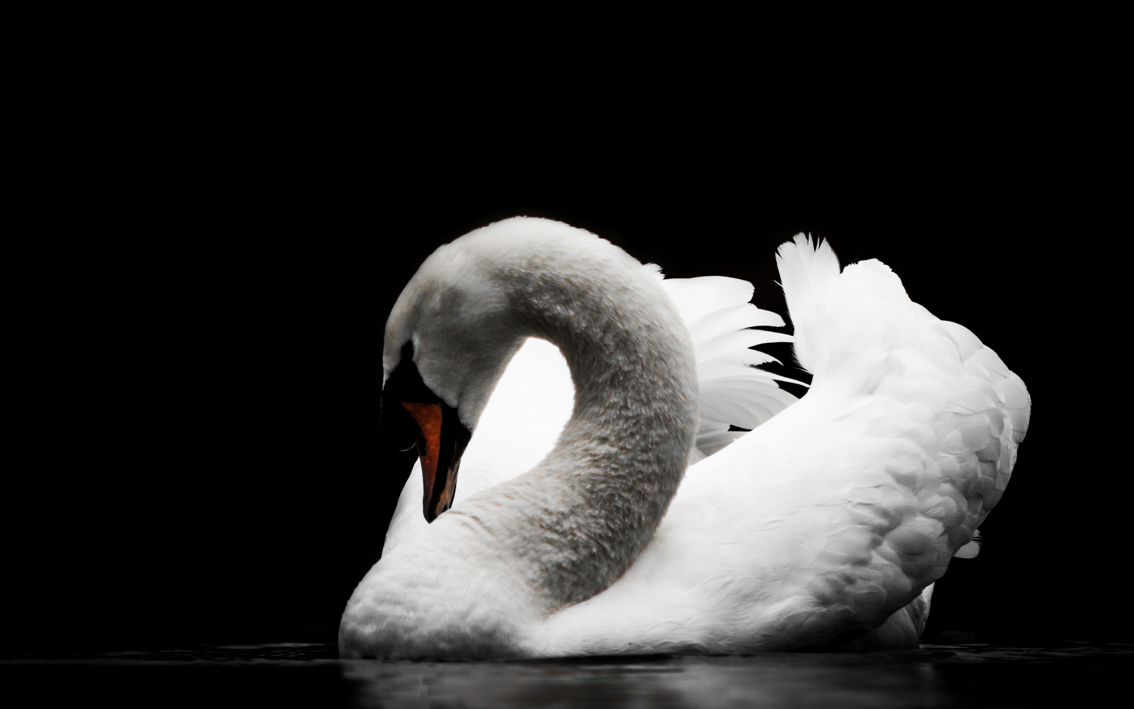Download Cute Black And White Aesthetic Swans Swimming Wallpaper |  Wallpapers.com