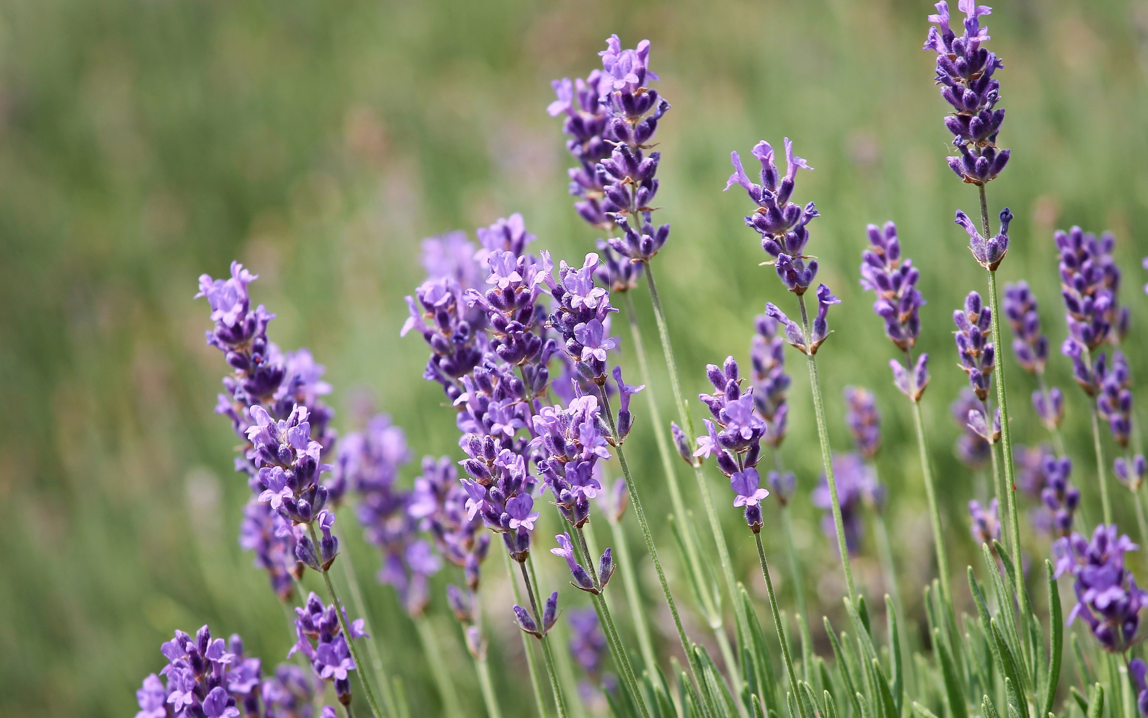 https://wallpapersmug.com/download/3840x2400/8ab7b6/lavender-plants-violet-flowers.jpg