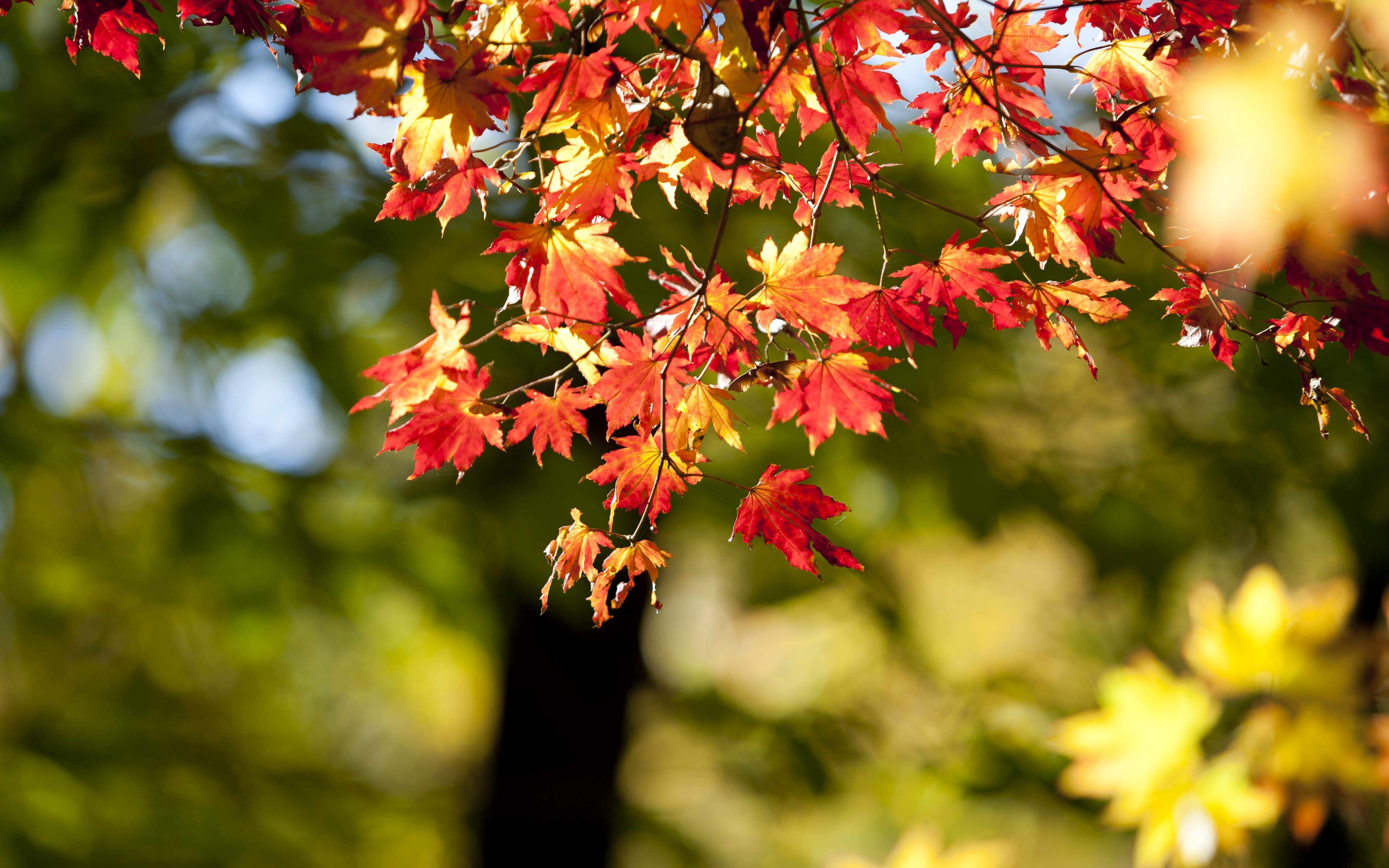 Download 3840x2400 Wallpaper Autumn Nature Leaves Bokeh Blur