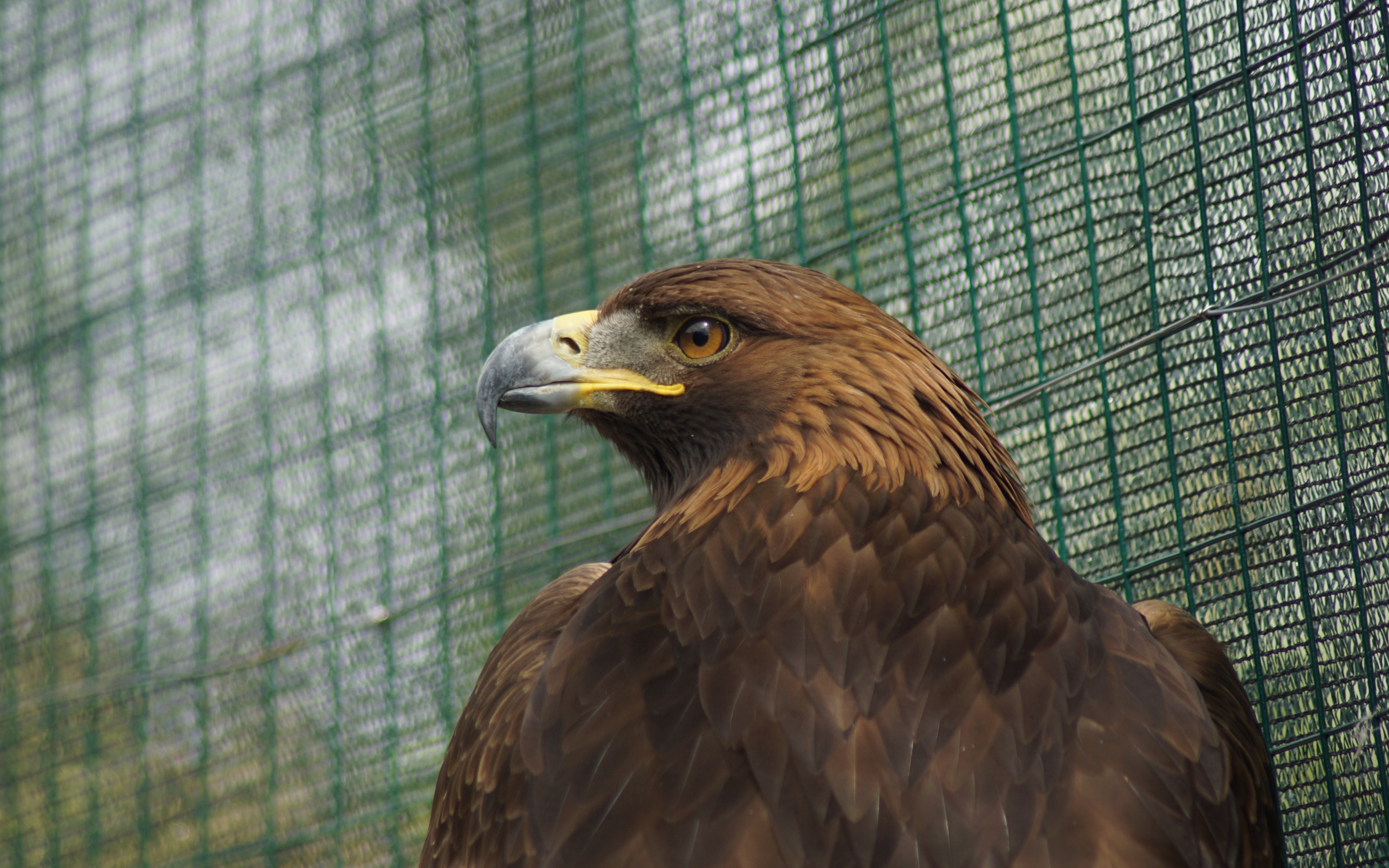 Download 3840x2400 Wallpaper Predator Golden Eagle 4k